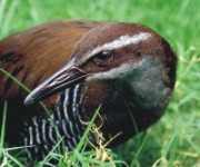 guam-rail